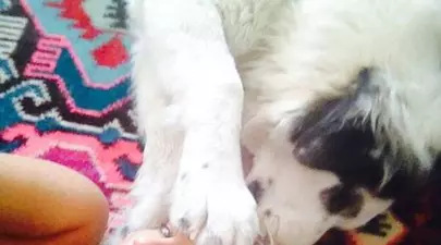 Zodiacul Chinezesc. Ce zodie chinezească ești în funcție de anul nașterii