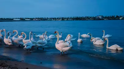 Zodiacul Chinezesc. Ce zodie chinezească ești în funcție de anul nașterii