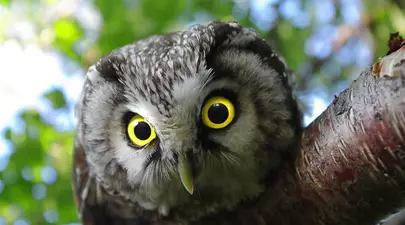 Blestemul cântecului de cucuvea a lovit în Călărași! Ce a pățit un bărbat e înfiorător