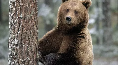 Zodiacul Chinezesc. Ce zodie chinezească ești în funcție de anul nașterii