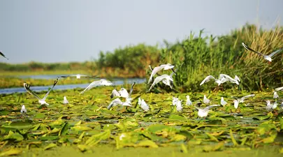 Zodiacul Chinezesc. Ce zodie chinezească ești în funcție de anul nașterii