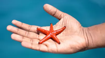 Zodiacul Chinezesc. Ce zodie chinezească ești în funcție de anul nașterii