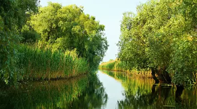 Zodiacul Chinezesc. Ce zodie chinezească ești în funcție de anul nașterii