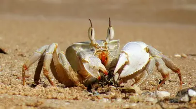 Zodiacul Chinezesc. Ce zodie chinezească ești în funcție de anul nașterii