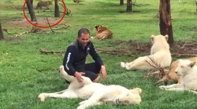 Un îngrijitor atacat de un leopard a fost salvat de un tigru |Video