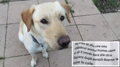 Zodiacul Chinezesc. Ce zodie chinezească ești în funcție de anul nașterii