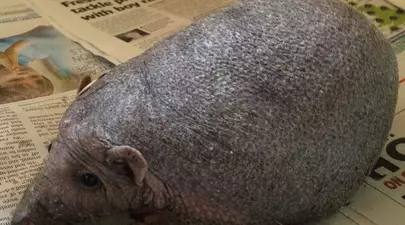 Zodiacul Chinezesc. Ce zodie chinezească ești în funcție de anul nașterii