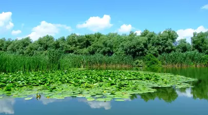 Zodiacul Chinezesc. Ce zodie chinezească ești în funcție de anul nașterii