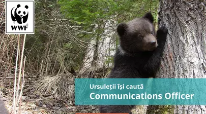 Zodiacul Chinezesc. Ce zodie chinezească ești în funcție de anul nașterii