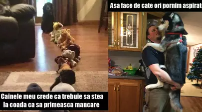 O să te simți vinovat fiindcă ai râs de ei. 15 poze cu cei mai prostuți câini
