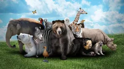 Zodiacul Chinezesc. Ce zodie chinezească ești în funcție de anul nașterii