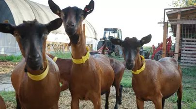 Familia care face brânzeturi franțuzești la doi pași de capitală