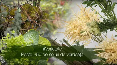 Zodiacul Chinezesc. Ce zodie chinezească ești în funcție de anul nașterii