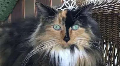 Zodiacul Chinezesc. Ce zodie chinezească ești în funcție de anul nașterii