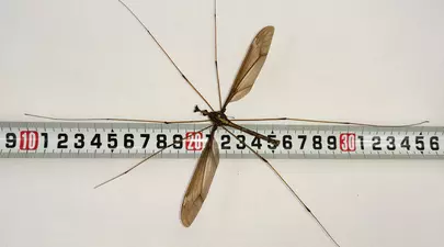 Zodiacul Chinezesc. Ce zodie chinezească ești în funcție de anul nașterii