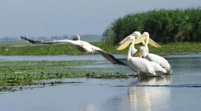 Zodiacul Chinezesc. Ce zodie chinezească ești în funcție de anul nașterii