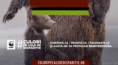 Zodiacul Chinezesc. Ce zodie chinezească ești în funcție de anul nașterii
