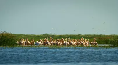 Zodiacul Chinezesc. Ce zodie chinezească ești în funcție de anul nașterii