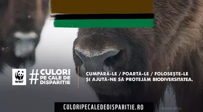 Zodiacul Chinezesc. Ce zodie chinezească ești în funcție de anul nașterii