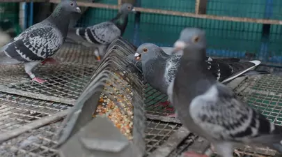 Zodiacul Chinezesc. Ce zodie chinezească ești în funcție de anul nașterii