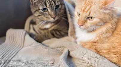 Zodiacul Chinezesc. Ce zodie chinezească ești în funcție de anul nașterii