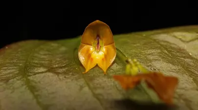 Zodiacul Chinezesc. Ce zodie chinezească ești în funcție de anul nașterii