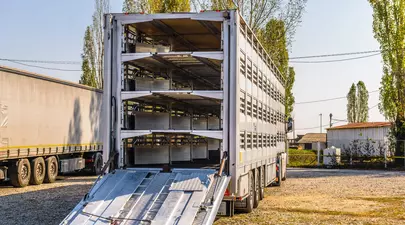 Zodiacul Chinezesc. Ce zodie chinezească ești în funcție de anul nașterii