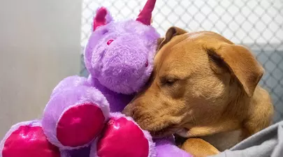Un câine fără stăpân a încercat să fure de cinci ori o jucărie de pluș. Ce s-a întâmplat cu animalul