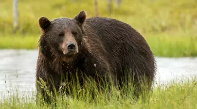 Parlamentul a decis că urșii vor putea fi împușcați și în afara localităților: „Aceste fiare sunt un pericol real”