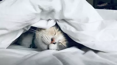 Zodiacul Chinezesc. Ce zodie chinezească ești în funcție de anul nașterii