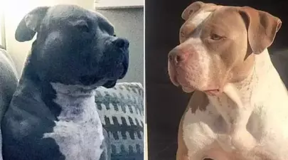 Familie, atacată de propriii câini în fața casei. Doi copii au murit