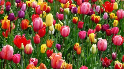 Cum să ajuți florile să reziste mai mult timp în vază
