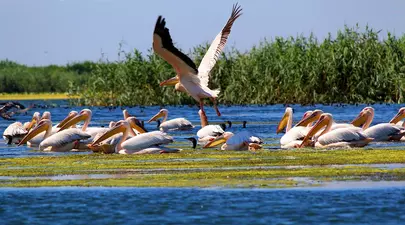 Reducere 50% la pachetele de Paște „Delta pentru toți” și „Delta pentru seniori”