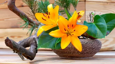 Ce este ikebana și ce mesaje transmite arta japoneză a florilor