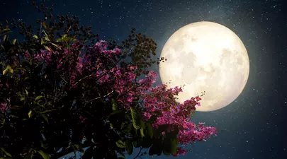 Zodiacul Chinezesc. Ce zodie chinezească ești în funcție de anul nașterii