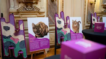 Zodiacul Chinezesc. Ce zodie chinezească ești în funcție de anul nașterii