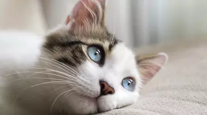 Zodiacul Chinezesc. Ce zodie chinezească ești în funcție de anul nașterii