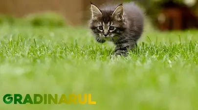 Zodiacul Chinezesc. Ce zodie chinezească ești în funcție de anul nașterii