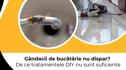 Zodiacul Chinezesc. Ce zodie chinezească ești în funcție de anul nașterii