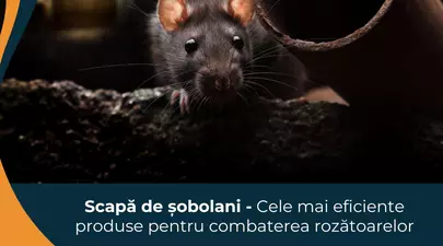 Zodiacul Chinezesc. Ce zodie chinezească ești în funcție de anul nașterii