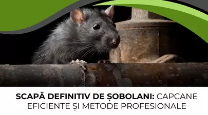 Scapă definitiv de șobolani: capcane eficiente și metode profesionale