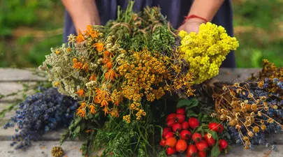 Calendarul culegerii plantelor medicinale