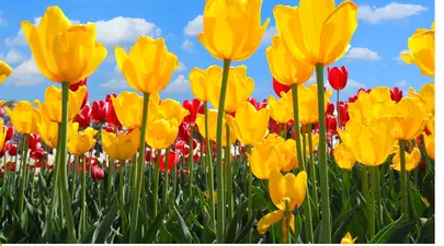 Mesaje de Florii 2025 – Urări și felicitări pentru cei care poartă nume de floare 