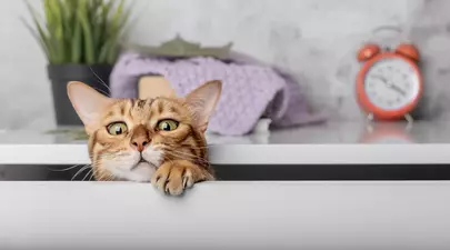 De ce se ascunde pisica – ce poate spune asta despre felina ta