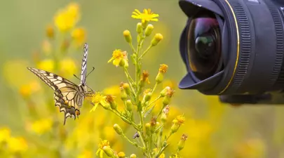 Ghidul complet al fotografiei macro: ce trebuie să știi despre echipamente și tehnici?