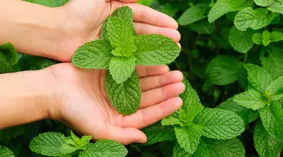 De unde vine expresia „a freca menta”