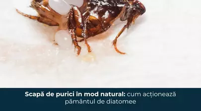 Scapă de purici în mod natural: cum acționează pământul de diatomee