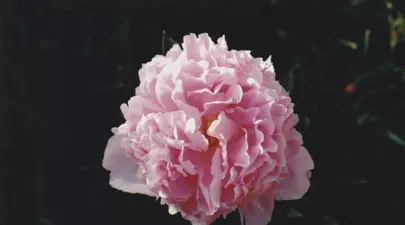 Zodiacul Chinezesc. Ce zodie chinezească ești în funcție de anul nașterii