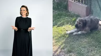 Zodiacul Chinezesc. Ce zodie chinezească ești în funcție de anul nașterii