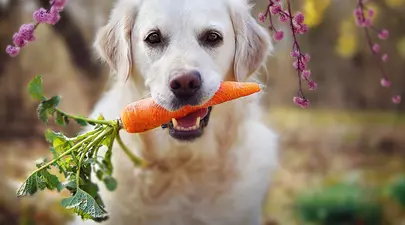 Zodiacul Chinezesc. Ce zodie chinezească ești în funcție de anul nașterii